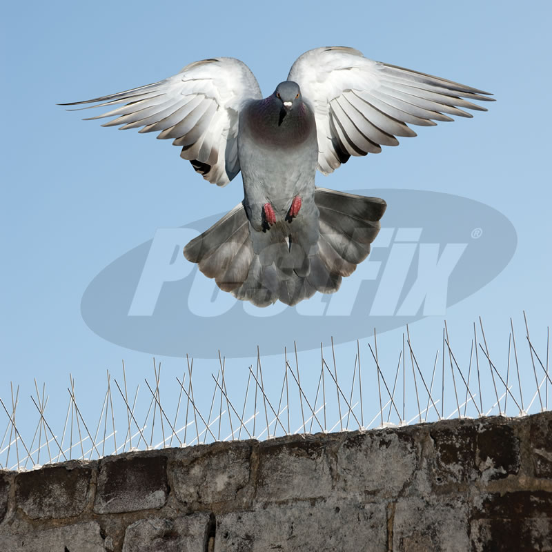 Bird-X Pigeon Spikes Wide in Stainless Steel by PestFix